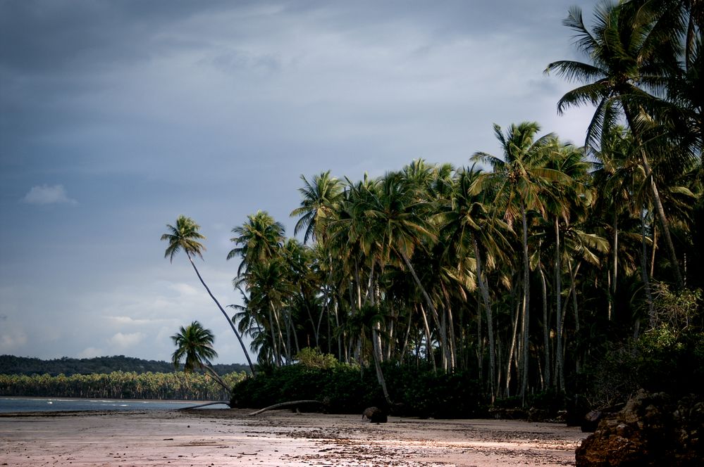 Palm Trees Forest and Pristine Beach.jpg