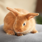 A Rabbit