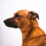 waynewalkerorg