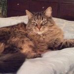 Mainecoonmom_2