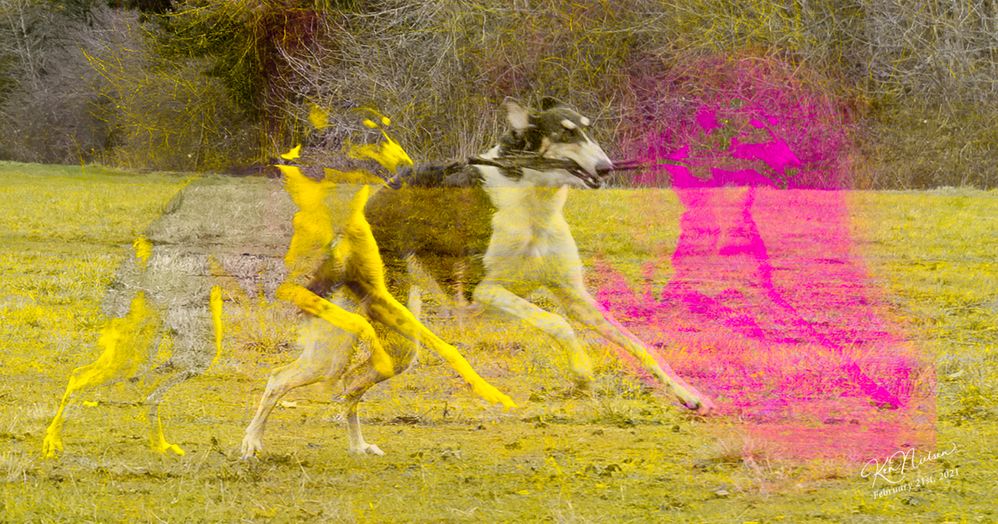 emma_running_with_stick_color_experiment_0526-Edit.jpg