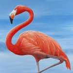 Susan Flamingo
