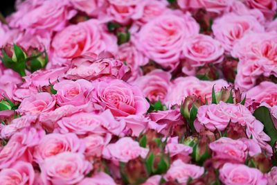 ilustrasi-bunga-mawar-foto-pixabay-76.jpg