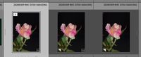 2021-05-20 15_21_43-Roberts Catalog-v10 - Adobe Photoshop Lightroom Classic - Library.jpg