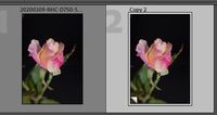 2021-05-20 15_24_51-Roberts Catalog-v10 - Adobe Photoshop Lightroom Classic - Library.jpg