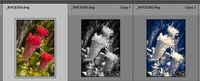 2021-05-22 14_36_37-Roberts Catalog-v10 - Adobe Photoshop Lightroom Classic - Library.jpg