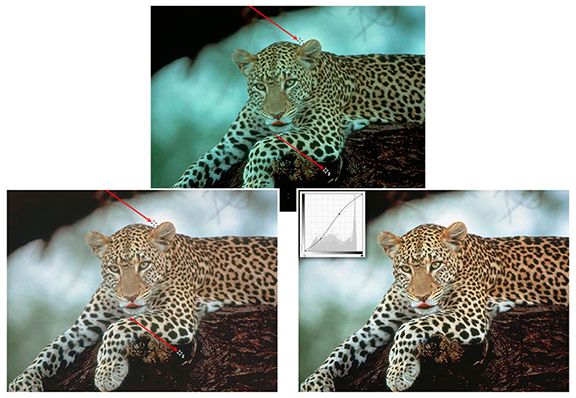 Leopard Composite small.jpg
