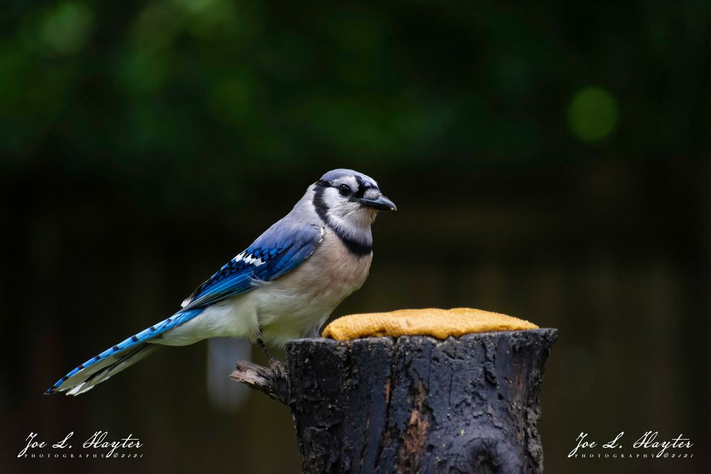 blue_jay_june_6_2021-2.JPG