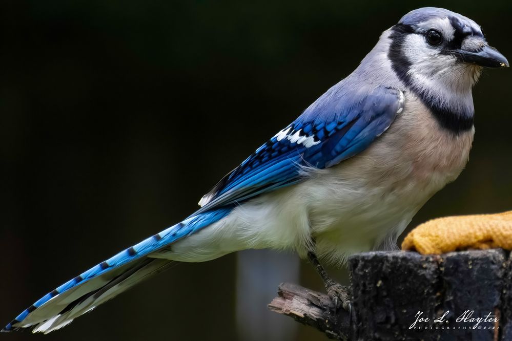 cropped_super_res_blue_jay_june_6_2021-1.JPG