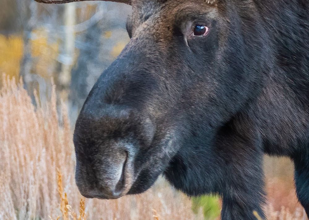 HC Bull Moose 7 blur.jpg