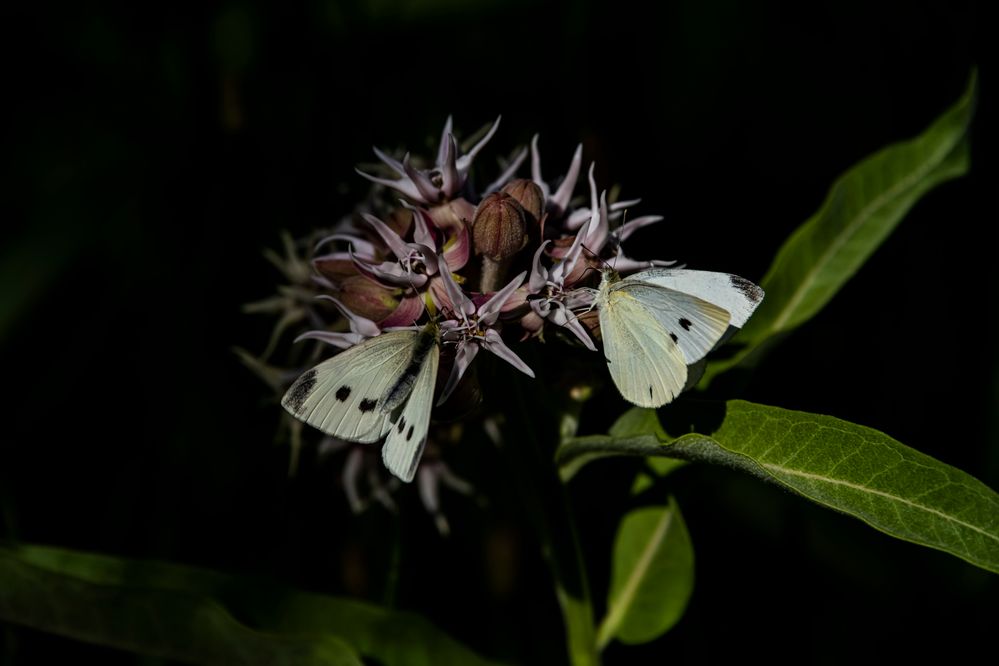 Cabbage White (Pieris rapae) Butterfly _DSC8445 .jpg