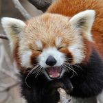 Red Panda Pictures