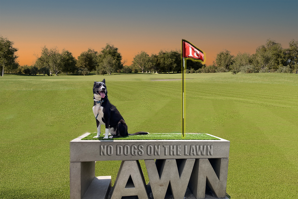 no dog on the lawn.png