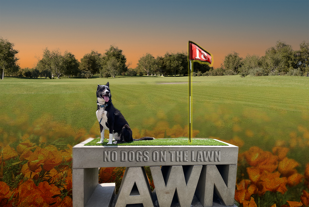 no dog on the lawn2.png