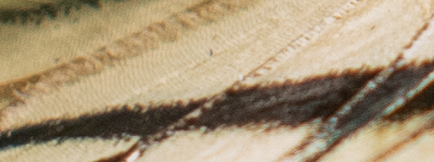 Abambo_2-1627852133357.png
