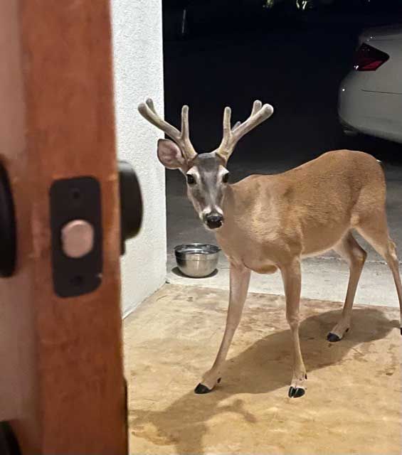 BUCK-AT-DOOR.jpg