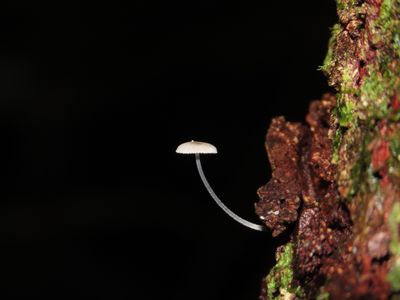 Basidiomycota_RDS_rio_negro_jun_19.JPG