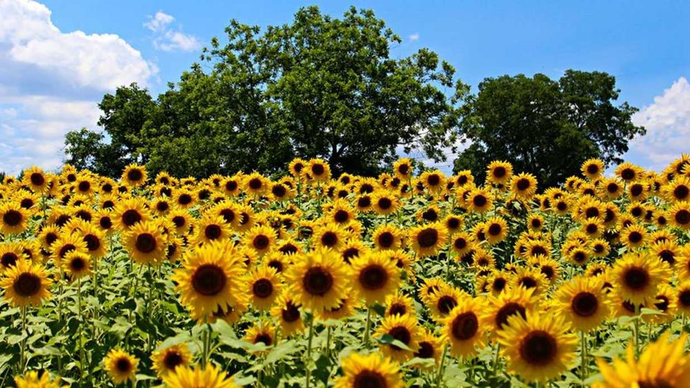 the_sunflower_fields_at_neuse_river_greenway_trail 2.jpg