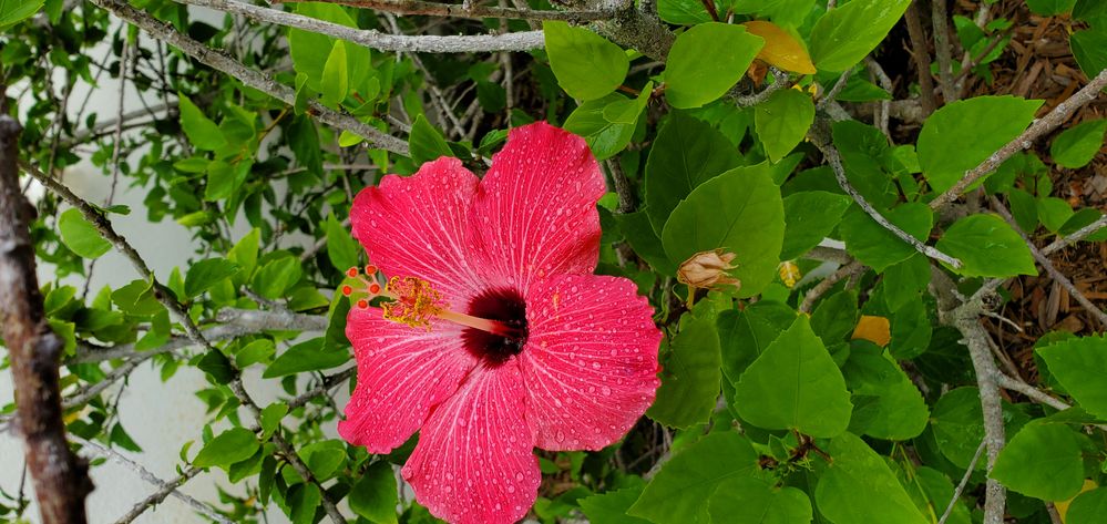 Hibiscus after a drink.jpg