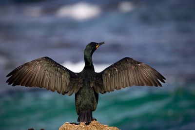 CormoranSt.jpg