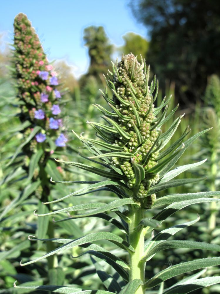 los angeles flower buds.jpg