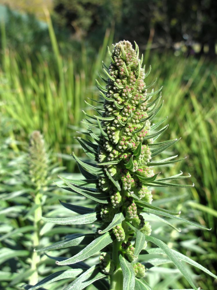 los angeles flower bud 2.jpg