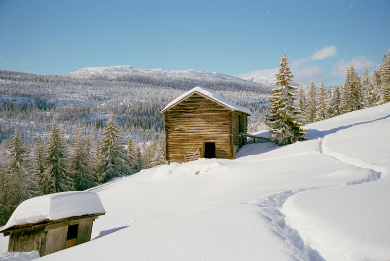 Color Negative Film Color Correction Adobe Support Community 12649511