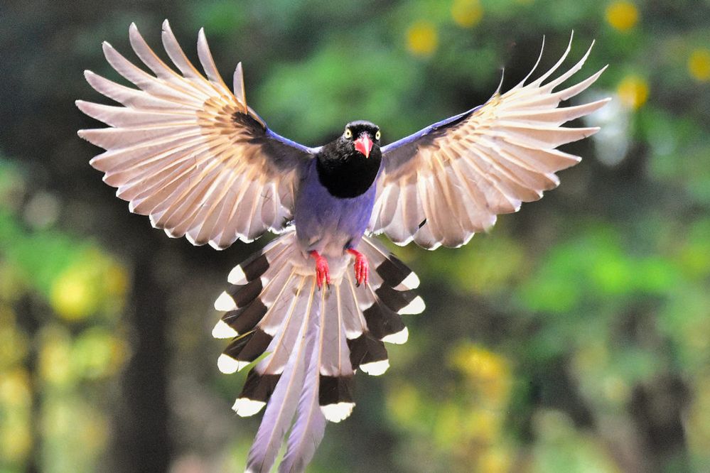 Taiwan-Blue-Magpie-web-1200x800.jpg