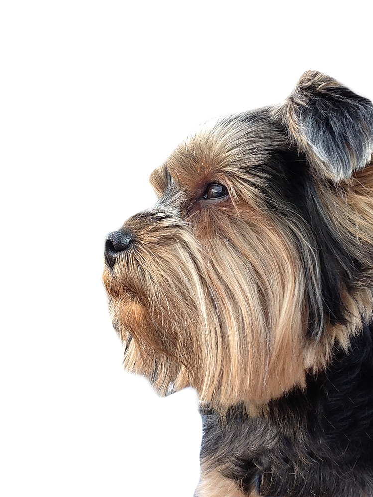 side profilepsd 2.png