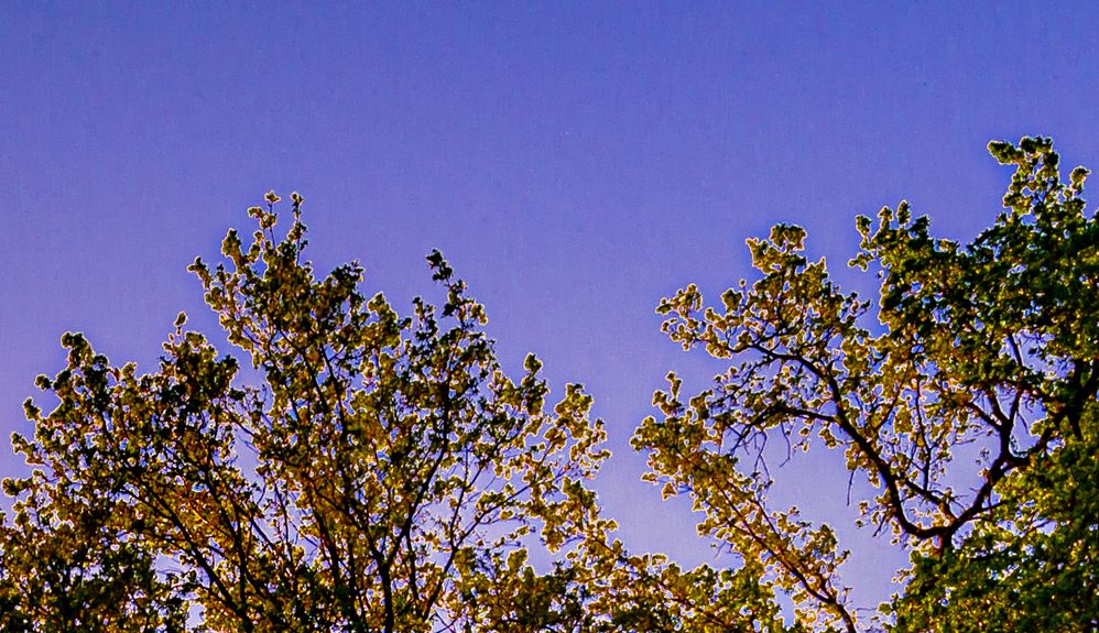 Jolon Sunset Trees retouched D60_3728-Edit a.jpg