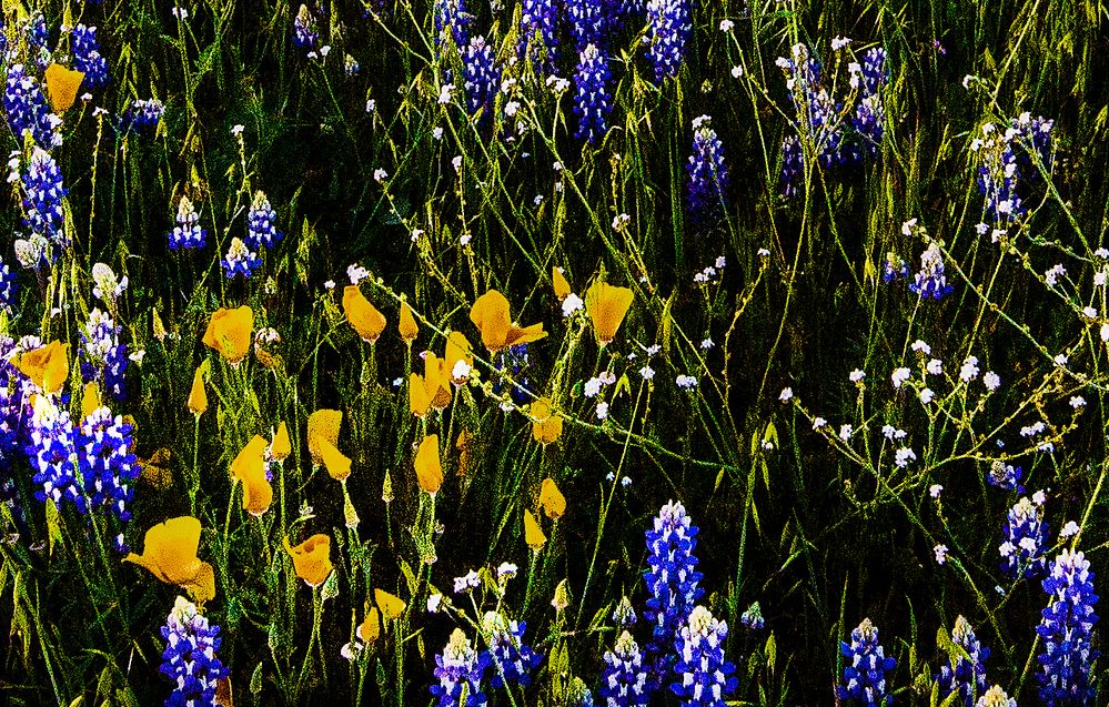 D60_3825 San Antonion Wild Flowers a.jpg