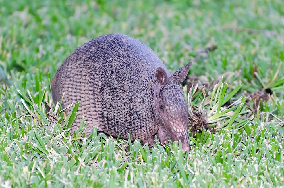 Armadillo-1544.jpg