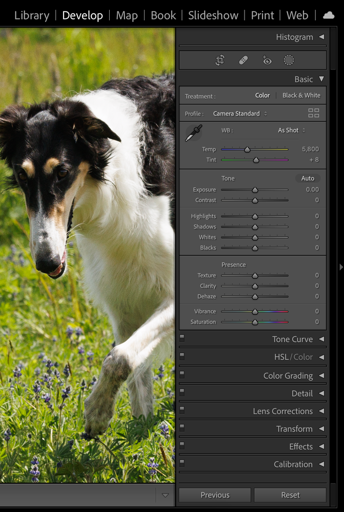 My right hand view in Lightroom now...