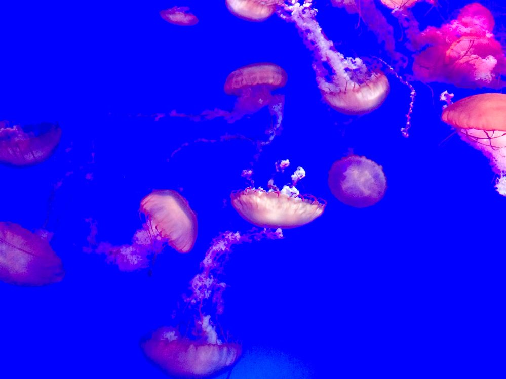 meduzas.jpg