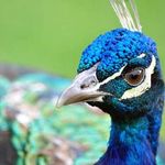 Peafowl31