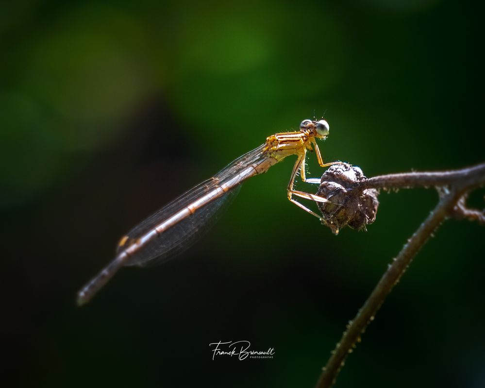 Demoiselle d'étang.jpg