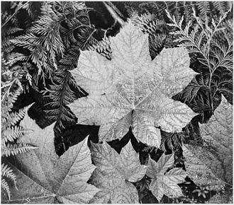 Close-up of leaves In Glacier National Park (1942)