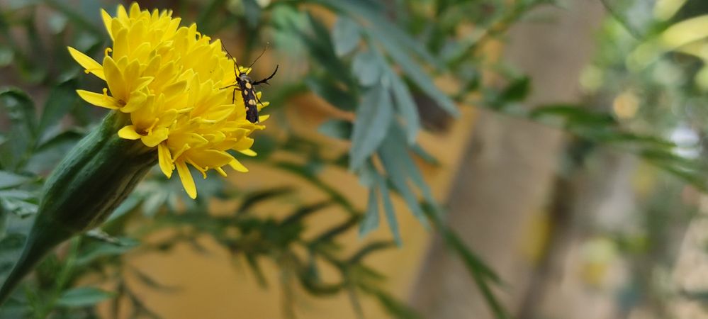 sai shankar 04 FLOWER +INSECTS.jpg