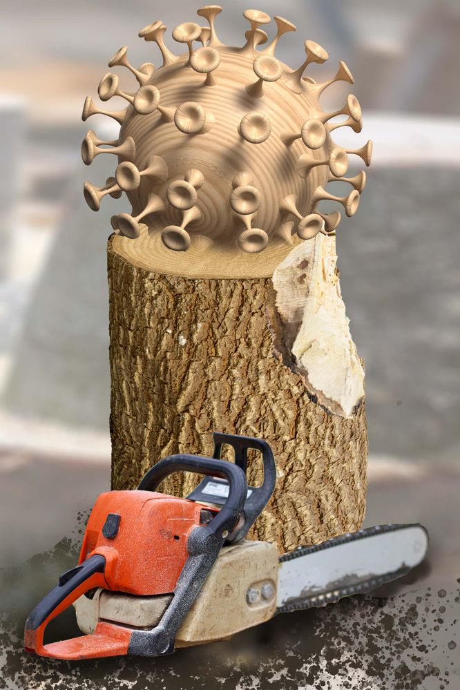 Log.jpg