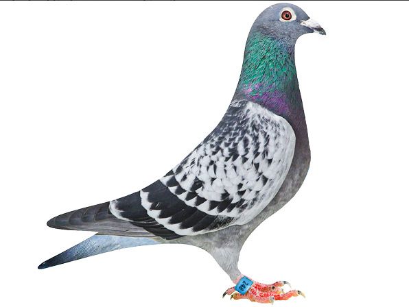 Pigeon.jpg
