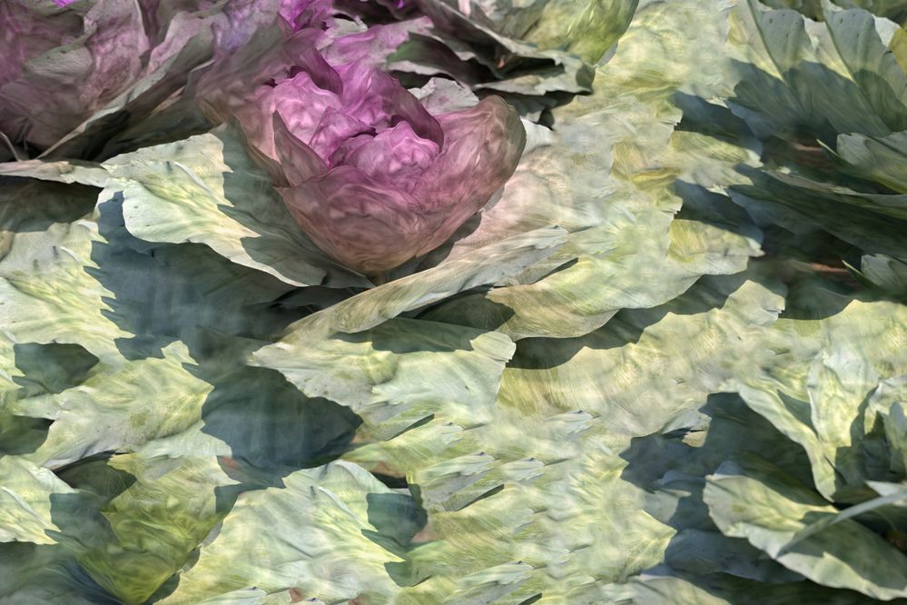cabbage.jpg