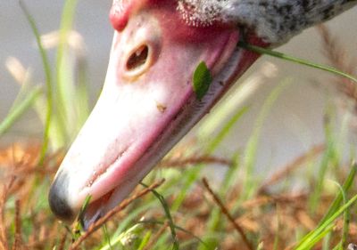 Muscovy Duck beak.jpg