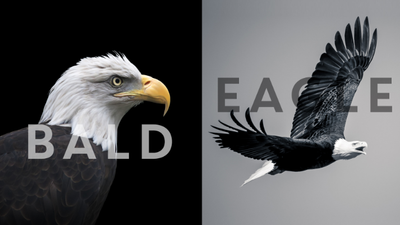 Get started editing footage of a bald eagle
