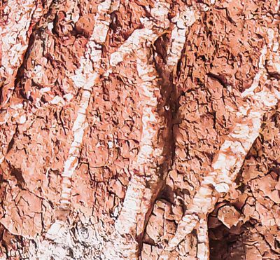 Sandstone textured background, English coast_joch-1artifacts.jpg