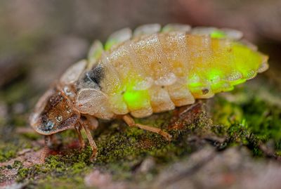 Lamprohiza splendidula Female 92 Example.jpg