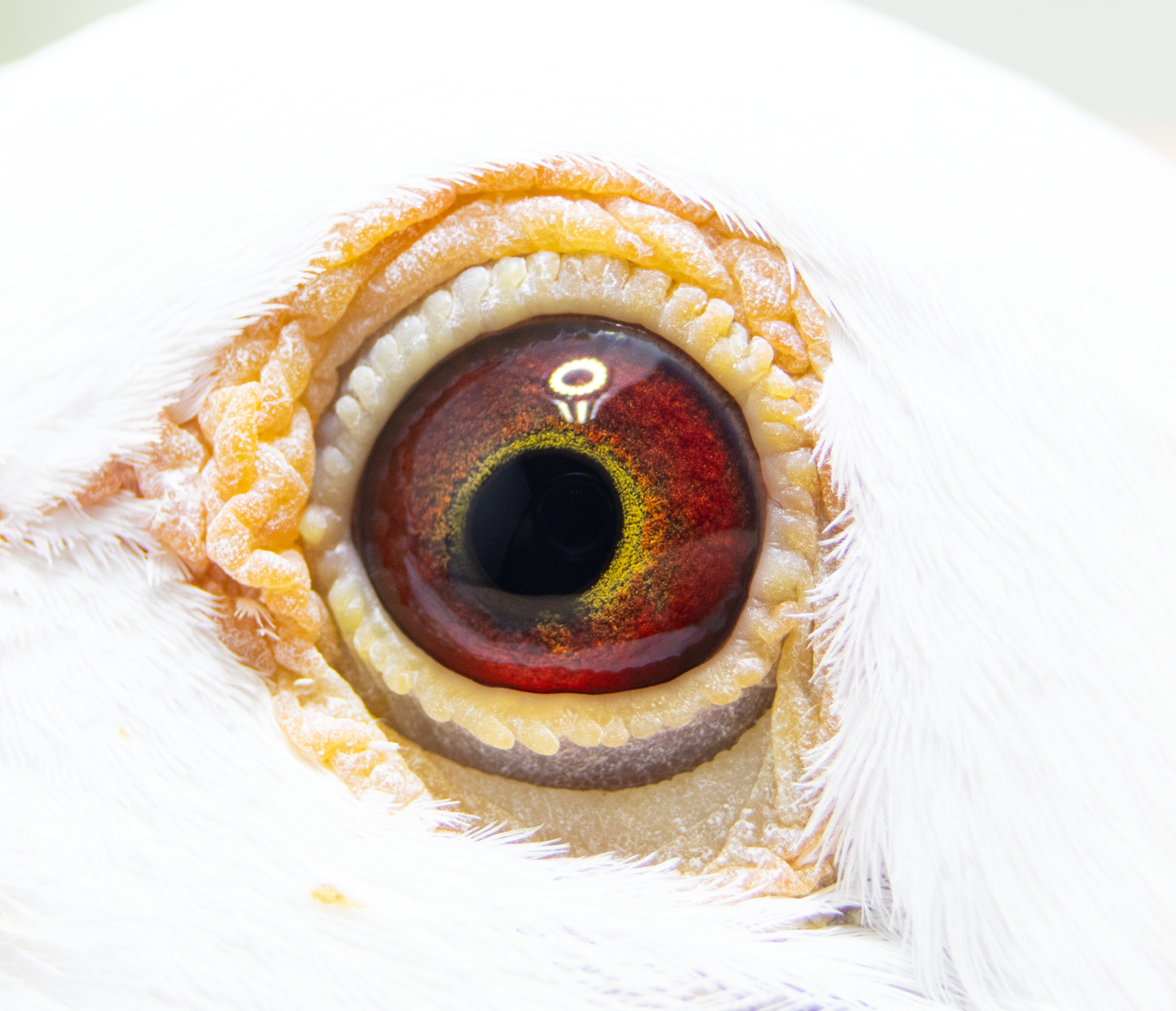 Pigeon Eye Photography issues with reflection? - Adobe Product ... - 