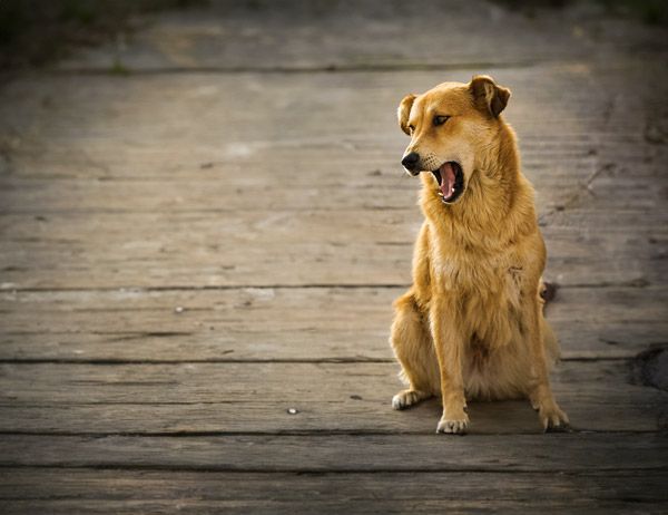 dog-after1.jpg