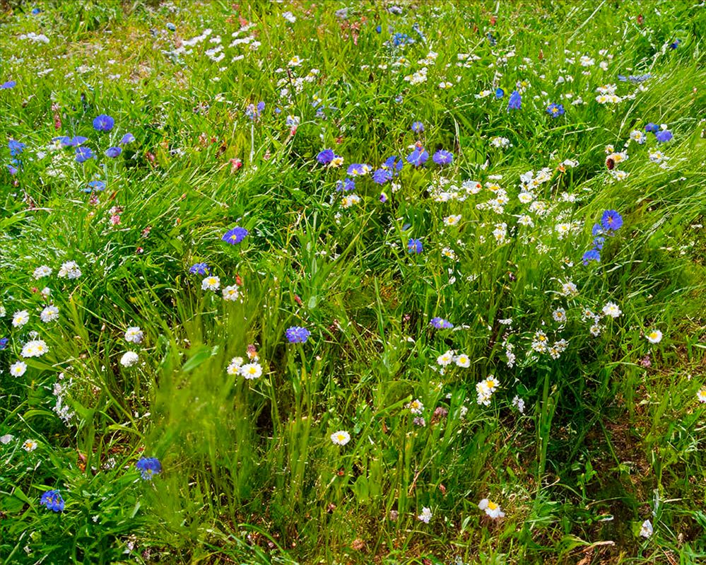 unmowed grass and _WEEDS_ with wildflowers.jpg