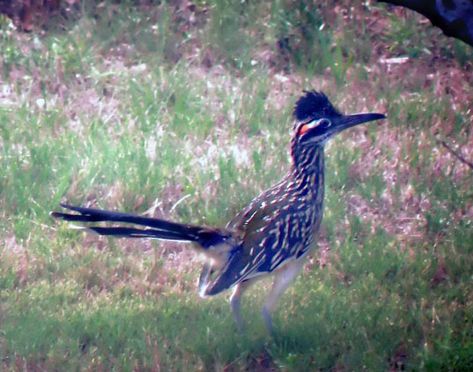 birds-85086282_roadrunner_dscn3605-[640x480].jpg