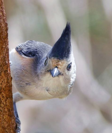 birds-BLACK-CRESTED-TITMOUSE-msD8083birds009.jpg